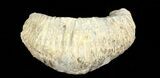 Cretaceous Fossil Oyster (Rastellum) - Madagascar #69630-2